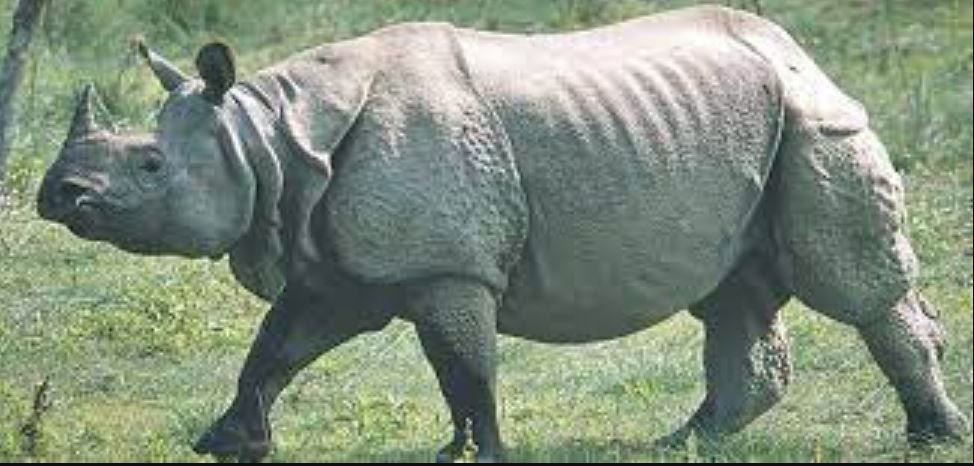 गैँडाको आक्रमणबाट मृत्यु